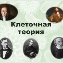 Урок онлайн. Клеточная теория