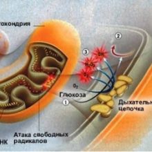 Урок онлайн. Энергетический обмен