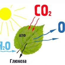 Урок онлайн. Фотосинтез