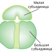 Урок онлайн. Синтез белка