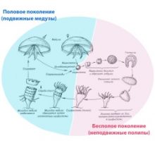 Урок онлайн. Постэмбриональное развитие животных