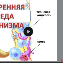 Защищено: Видео-урок. Эритроциты