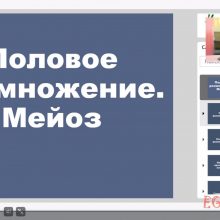 Защищено: Видео-урок. Гаметогенез
