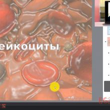 Видео-урок. Лейкоциты. Тромбоциты