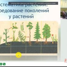 Видео-урок. Чередование поколений у растений. Водоросли