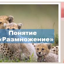 Защищено: Видео-урок. Бесполое и половое размножение