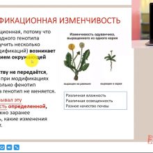 Видео-урок. Изменчивость. Модификационная изменчивость