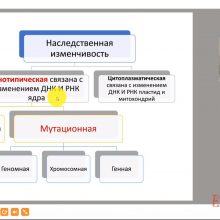 Видео-урок. Наследственная изменчивость. Мутации