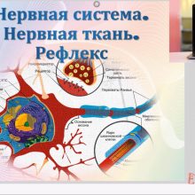 Защищено: Видео-урок. Нервная ткань. Рефлекс