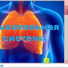 Видео-урок. Дыхательная система