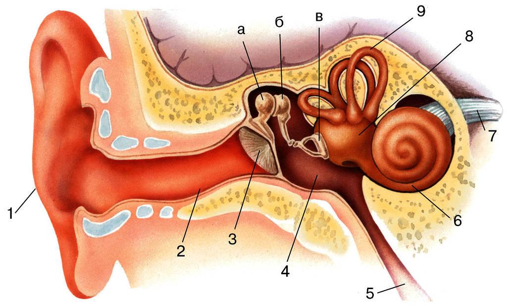 В среднем ухе расположены молоточек. Строение слухового анализатора человека. Слуховой анализатор 8 класс биология. Строение уха рис 139. Строение органа слуха и вестибулярного аппарата рисунок.
