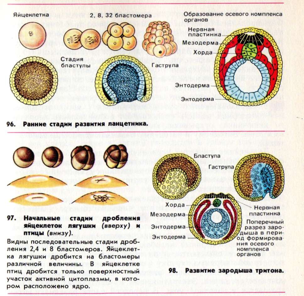Типы развития зародыша