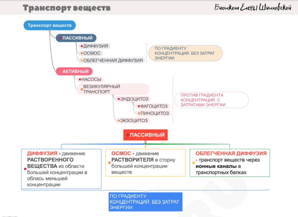 Что такое диффузия и осмос в биологии