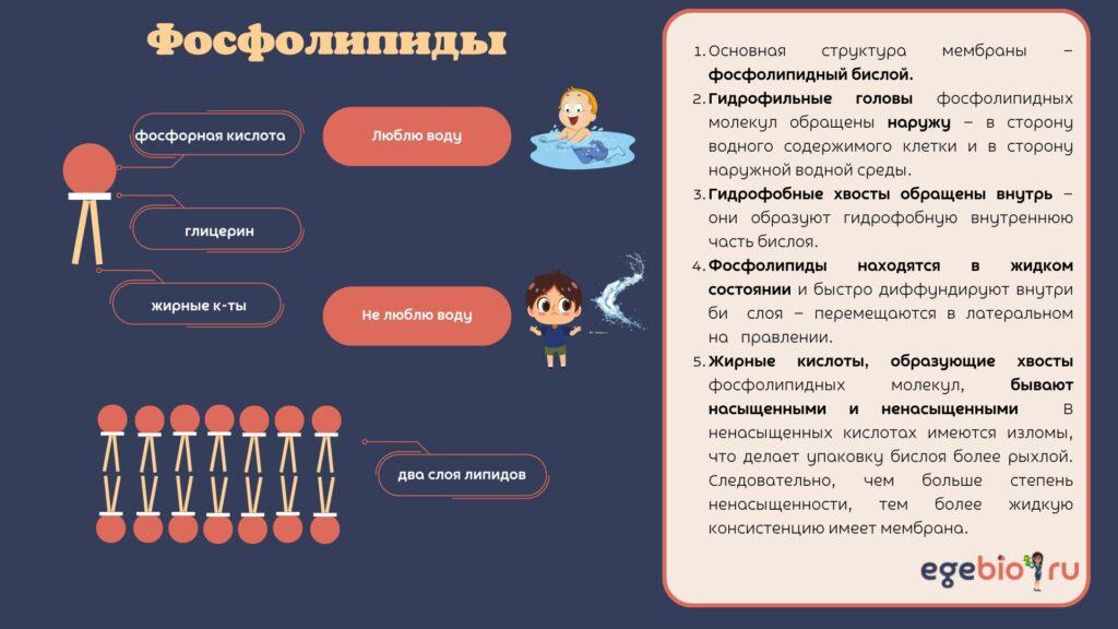 фосфолипиды | EGEBIORU БИОЛОГИЯ ЕГЭ| Елена Шишловская