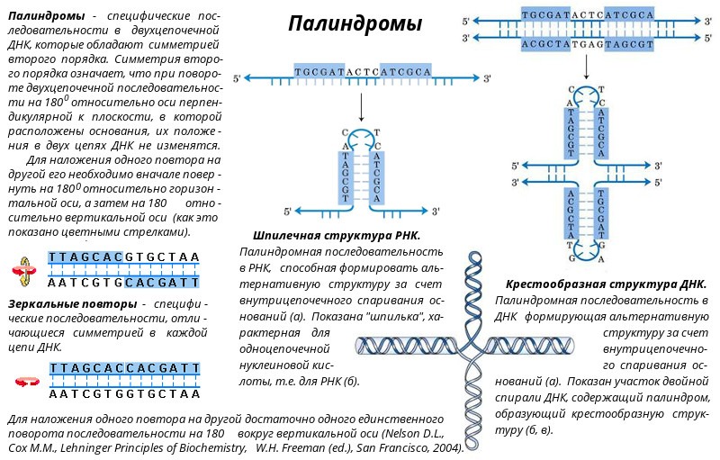 Молекулярная биология в схемах и таблицах