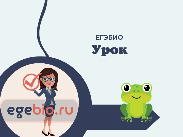 Аксолотль и амбистома