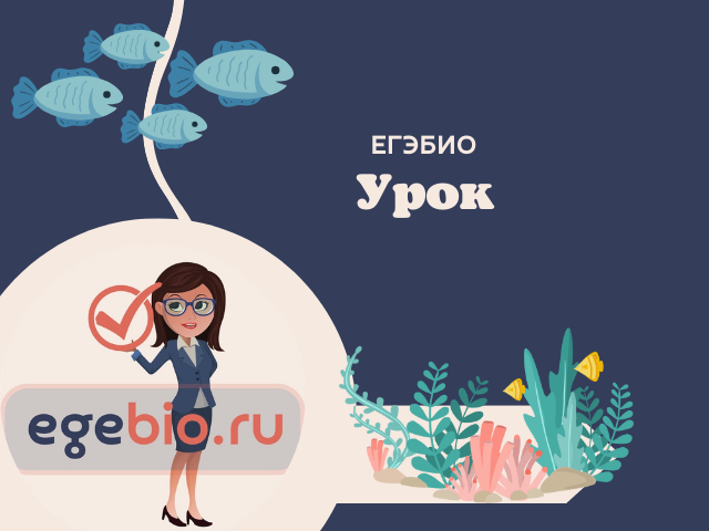 Пьют ли рыбы воду?